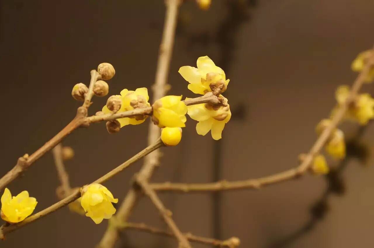 金黄似蜡,迎霜傲雪,这就是梅花——凌寒傲.